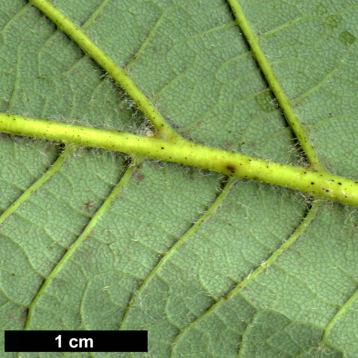 High resolution image: Family: Sapindaceae - Genus: Acer - Taxon: caesium - SpeciesSub: subsp. giraldii